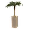 Palmboom 180 cm hoog (hoge whitewash bak)
