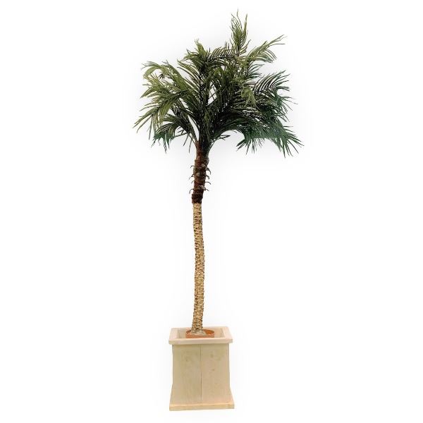 Palmboom 210 cm hoog (lage whitewash bak)